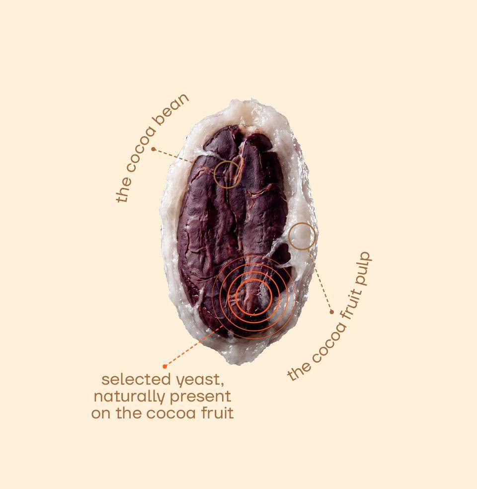 cocoa bean and pulp - Callebaut