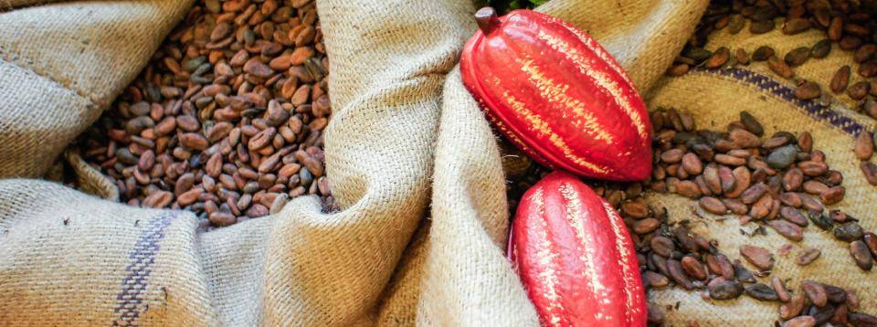  CALLEBAUT Ecuador cocoa beans
