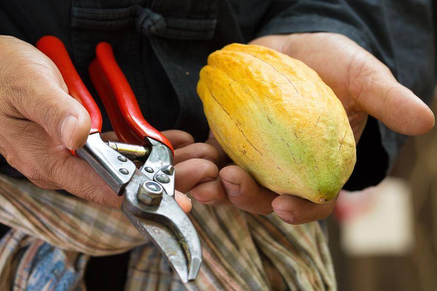  CALLEBAUT Ecuador cocoa cultivation