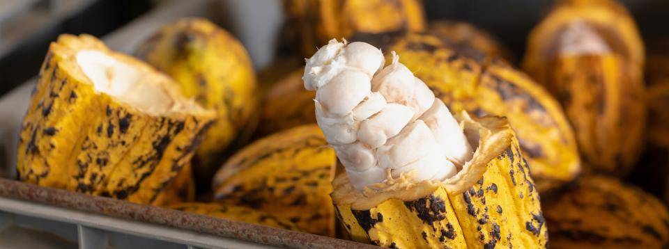  CALLEBAUT Ecuador cocoa pods