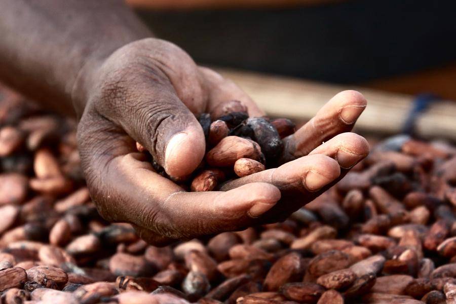  CALLEBAUT Ghana cocoa beans.