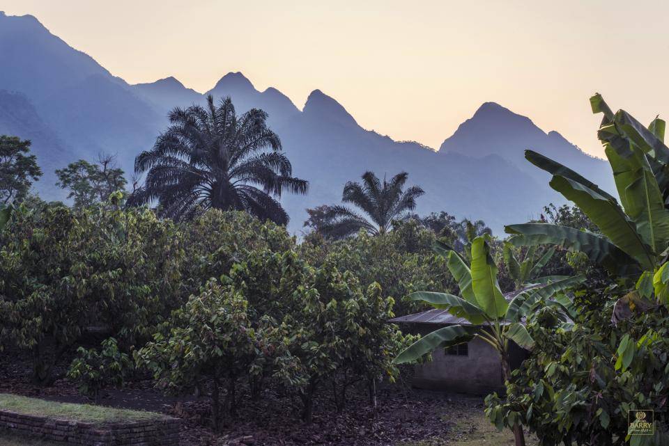 The beautiful Tanzanian plantations