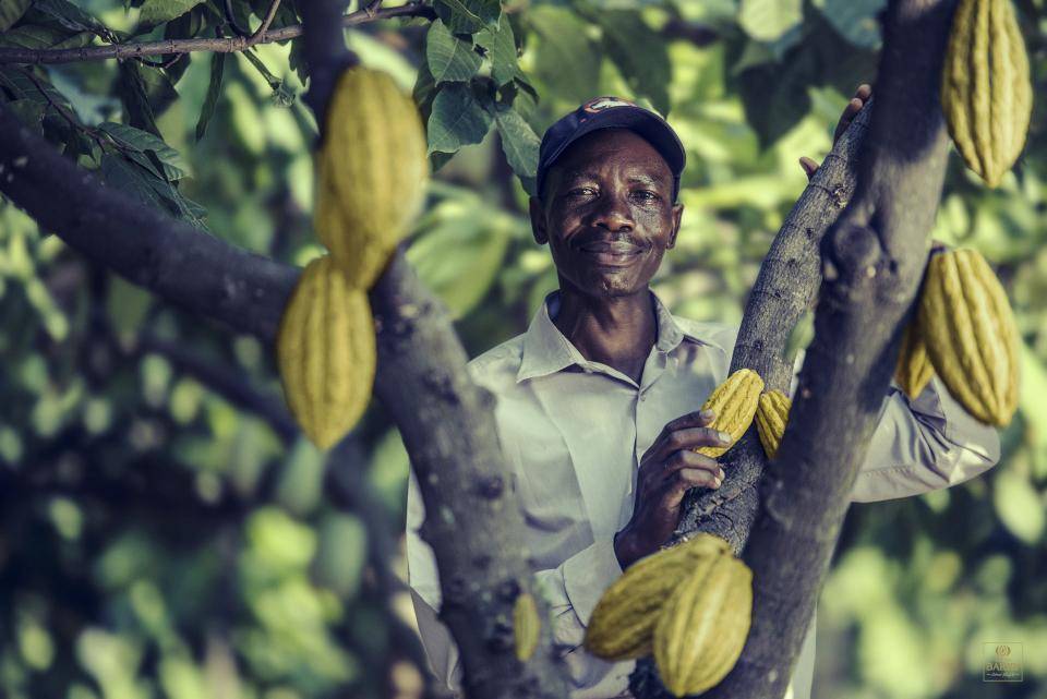 Tanzanian cocoa farmer
