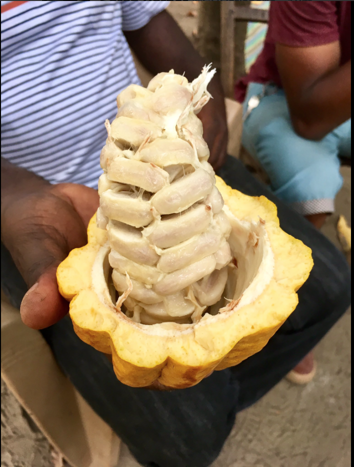 Tanzanian cocoa. Photo: Victor Griffiths