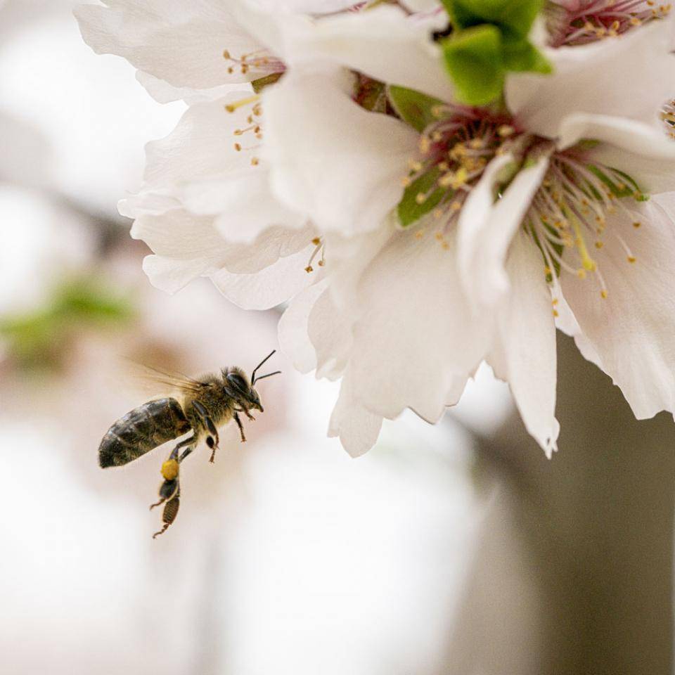 Ensemble, nous protégeons les abeilles grâce à nos amandes
