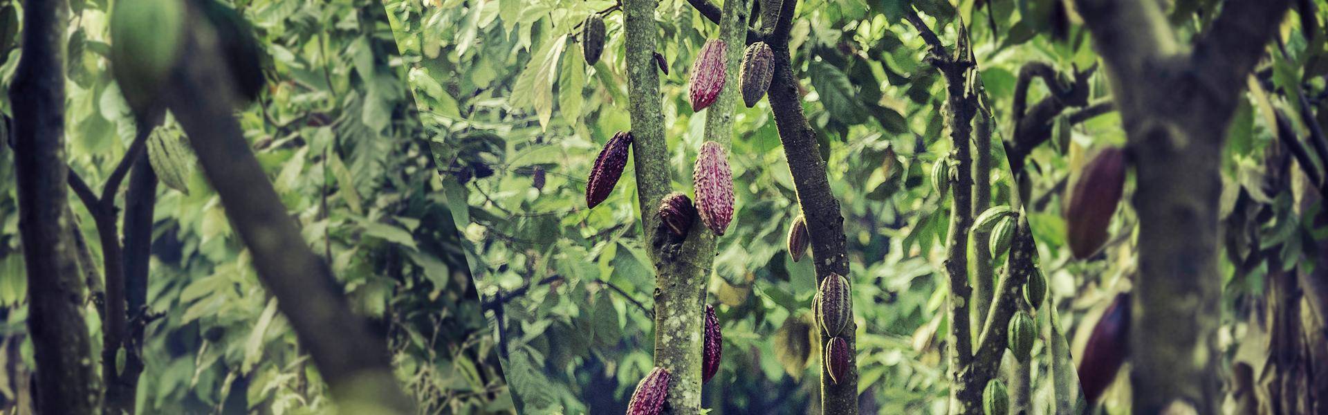 cocoa plantation in tanzanie