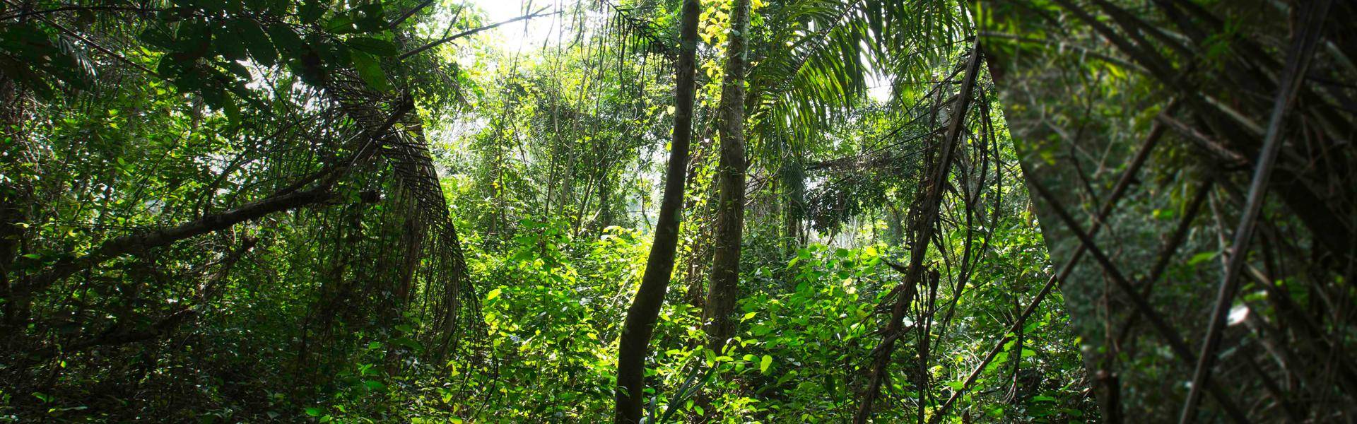 restoration forest in ivory coast