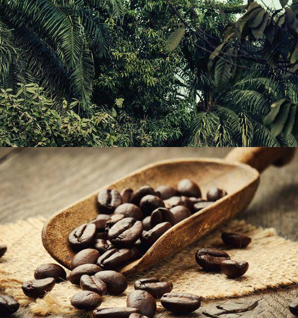 The Bean Connection: cocoa and coffee