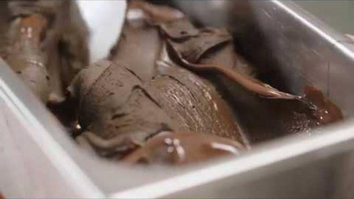 Gelato al Cioccolato with Chocogelato
