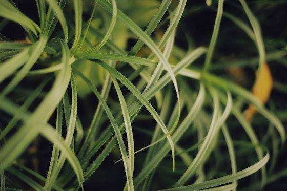 A close-up of sedge leaves