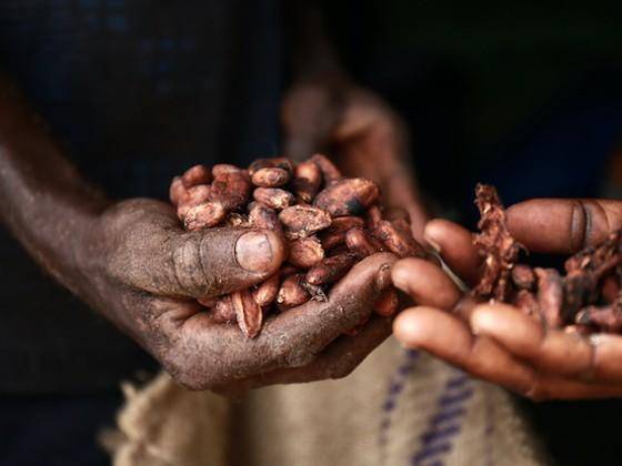Two hands holding cacao beans
